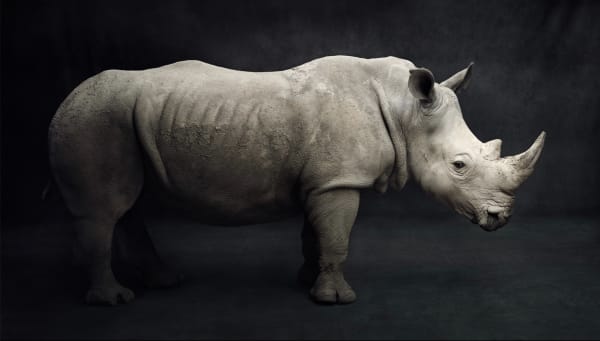 The Southern White Rhino