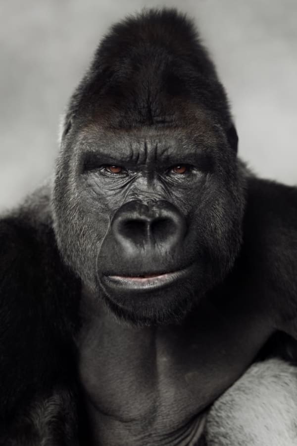 Vincent Lagrange, Silverback