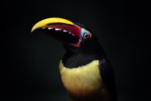Green Aracari
