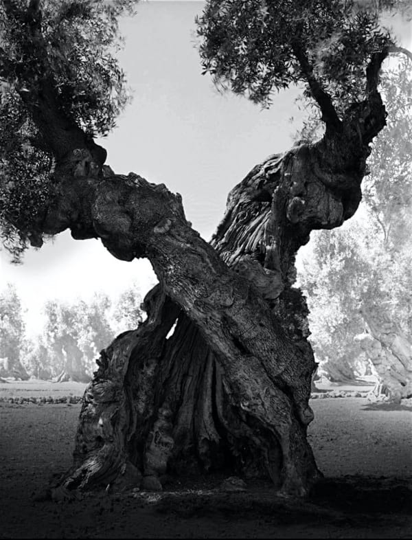 Tangled, Puglia Italy