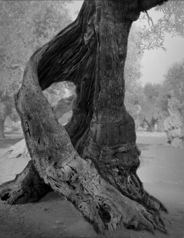 Embrace, Piglia Italy