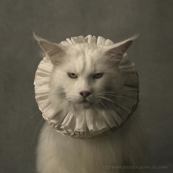 Cat with White Collar VII