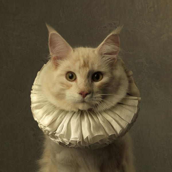 Cat with White Collar VI