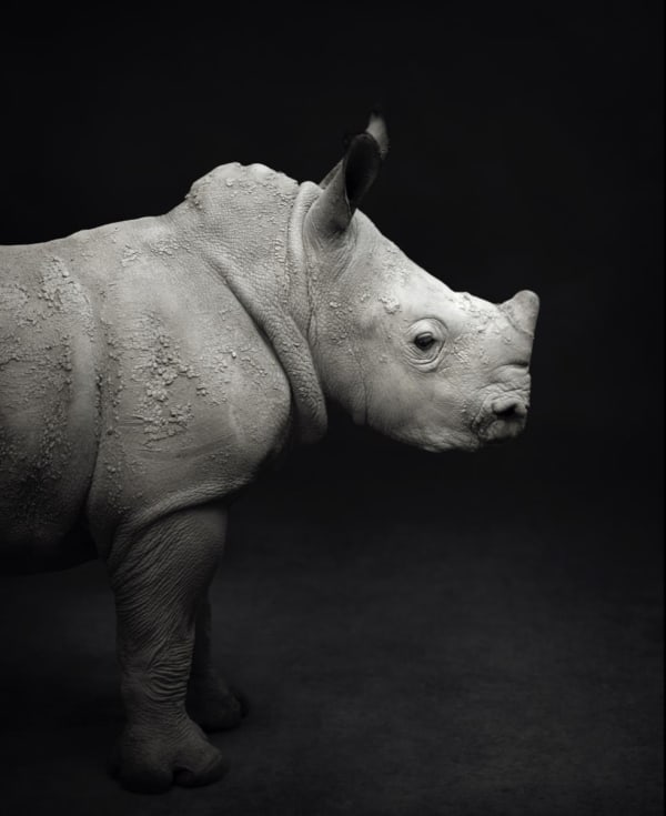Little White Rhino