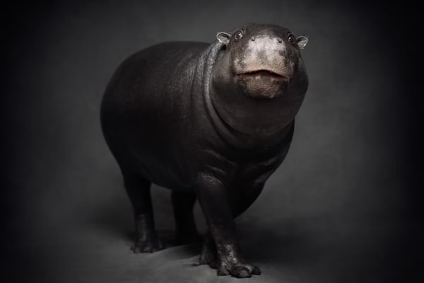 Pygmy Hippo