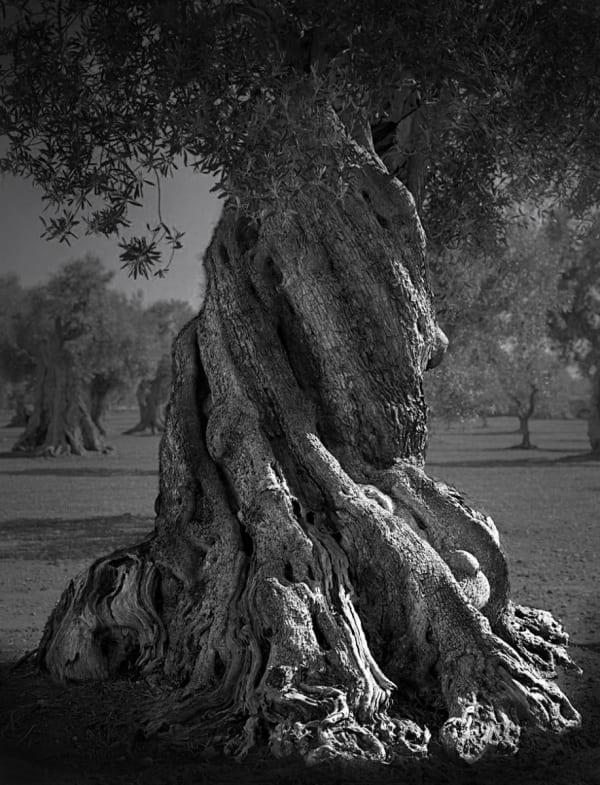 Big Roots, Puglia Italy