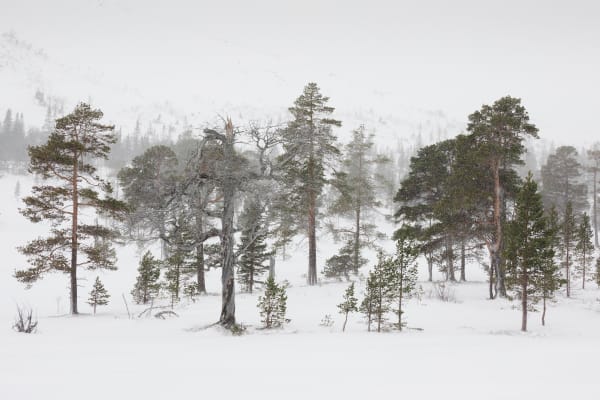 Snow and rain shall pass