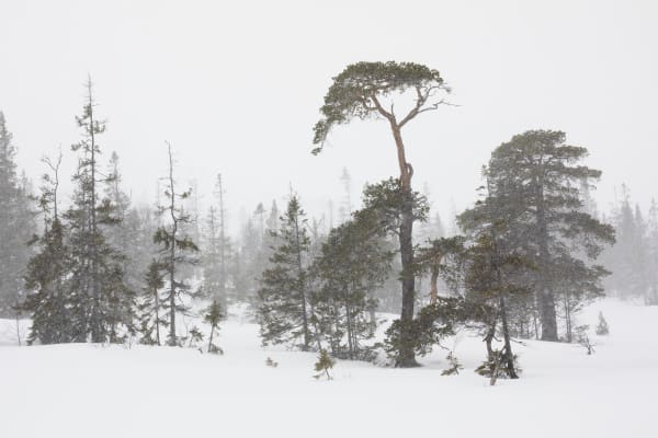 Snow and rain shall pass