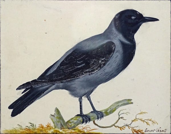 Johannes Bronkhorst, Study of a Crow