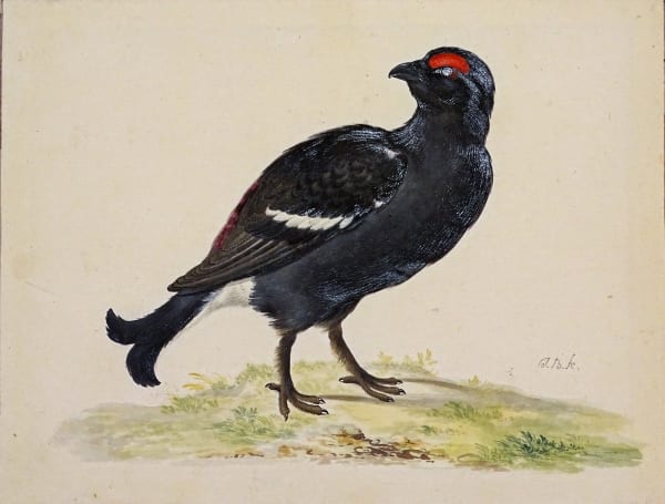 Johannes Bronkhorst, Study of a Blackcock