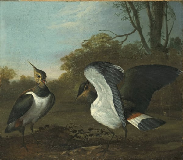 Charles Collins, Lapwings