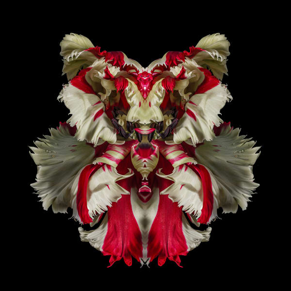 Jeff Robb, Calicem Vitae