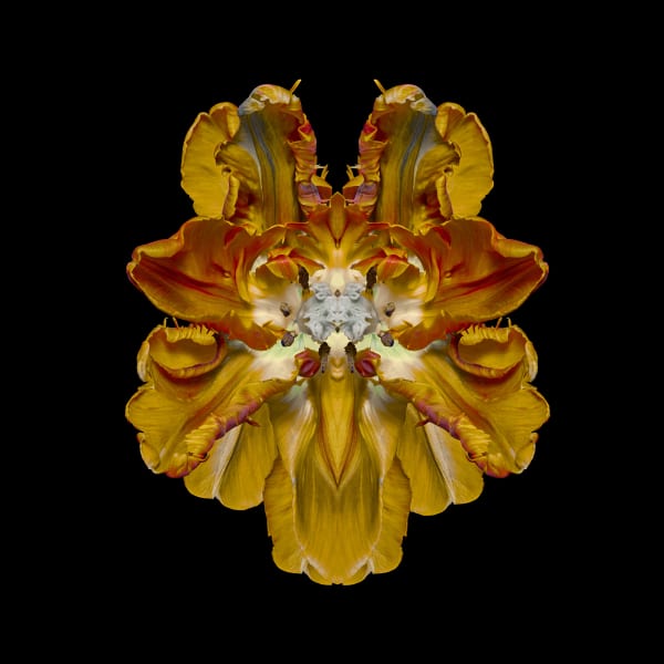 Jeff Robb, Mirissimum Vulpes