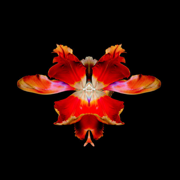 Jeff Robb, Purpura Cornu