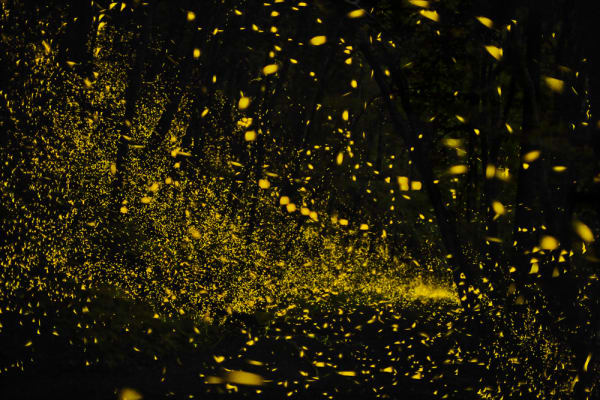 N.I.L. (Naturally Illuminated Landscape)