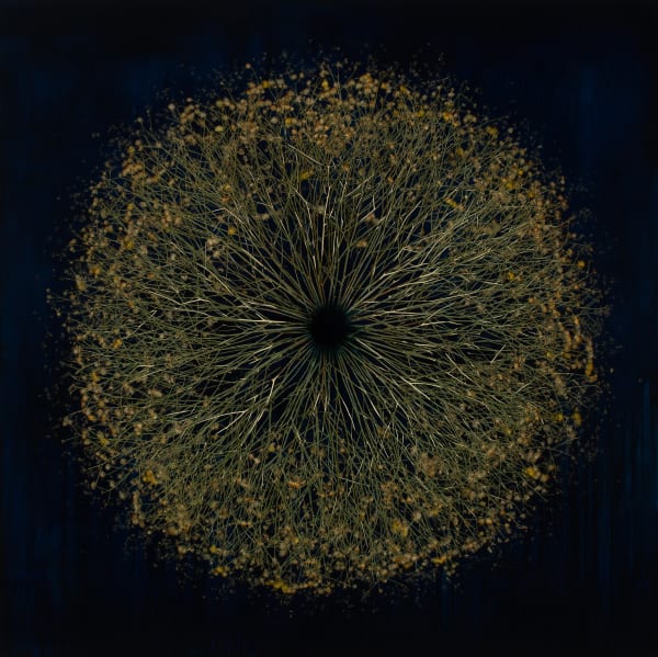 Mayme Kratz, Vanishing Light 45, 2024