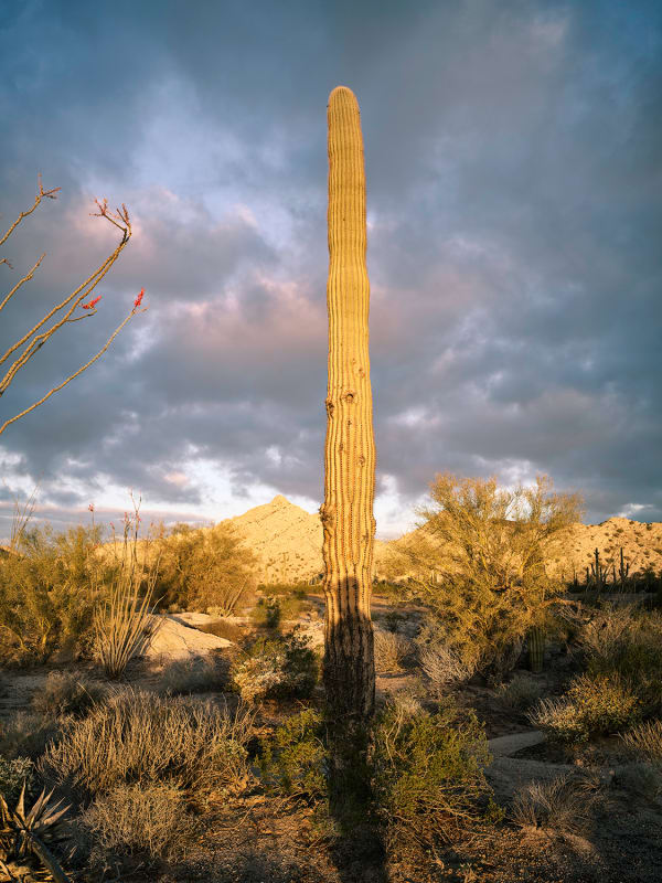 Saguaro with shadow yellow light