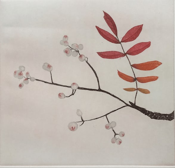 Cliona Doyle, Sorbus Discolour, 2014