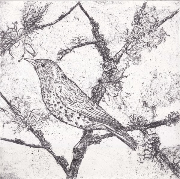 Melanie Miller, Thrush , 2024
