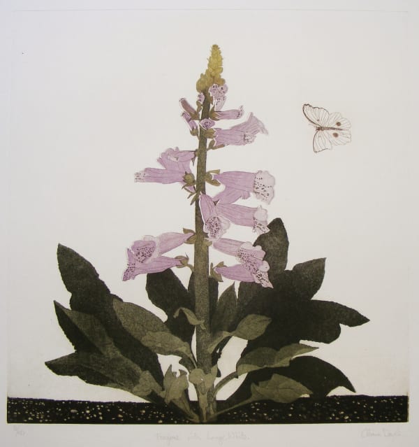 Cliona Doyle, Foxglove on White