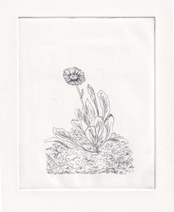 Melanie Miller, Daisy , 2024