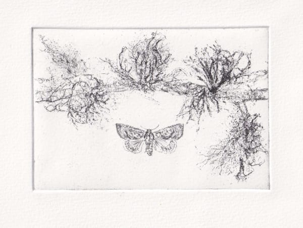 Melanie Miller, Lichen Moths, 2024