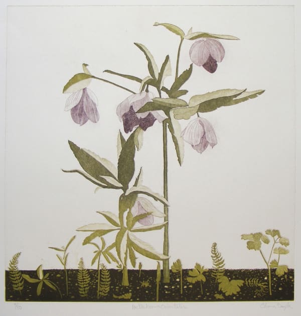 Cliona Doyle, Hellebores Orientalis