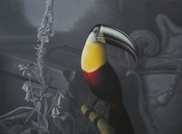 Nicholas Pace, Sulphur Breasted Toucan