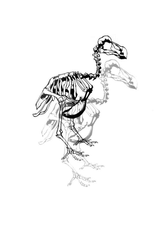Manami Hayasaki, Dodo (Skeleton), 2008