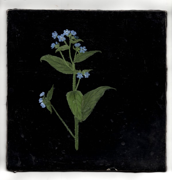 Melanie Miller, Alkanet, 2020