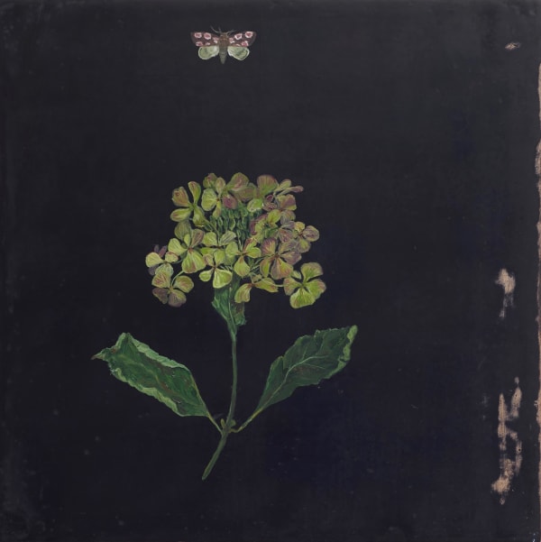 Melanie Miller, Hydrangea Peach Blossom Moth, 2019