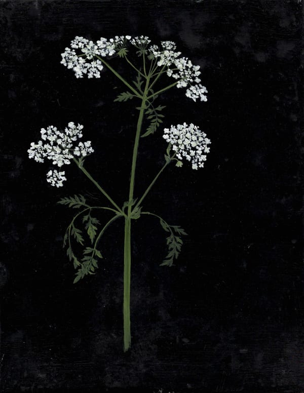 Melanie Miller, Cowparsley April, 2020
