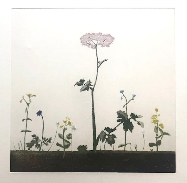Cliona Doyle, Queen Anne's Lace, 2024