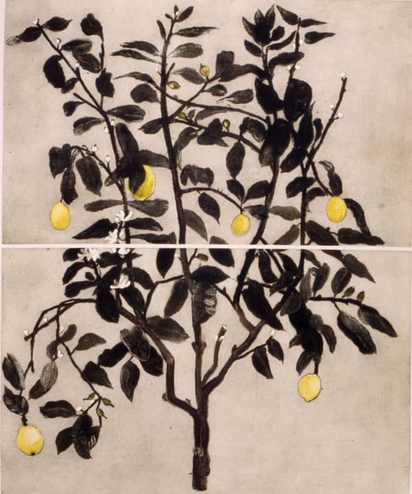 Cliona Doyle, Lemon Tree