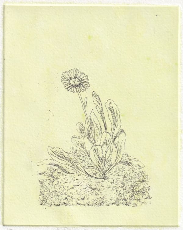 Melanie Miller, Daisy II, 2024