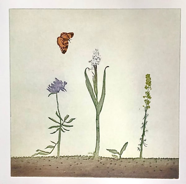 Cliona Doyle, White Orchid, 2024