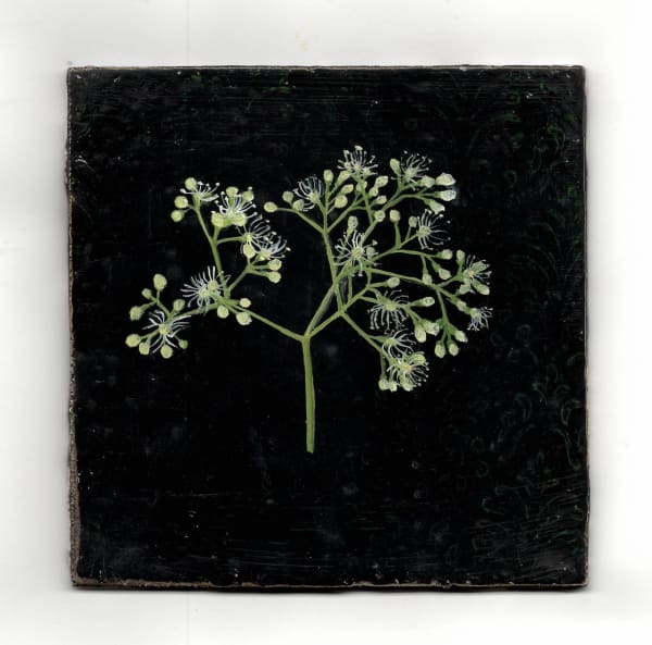 Melanie Miller, Hydrangea Buds, 2020