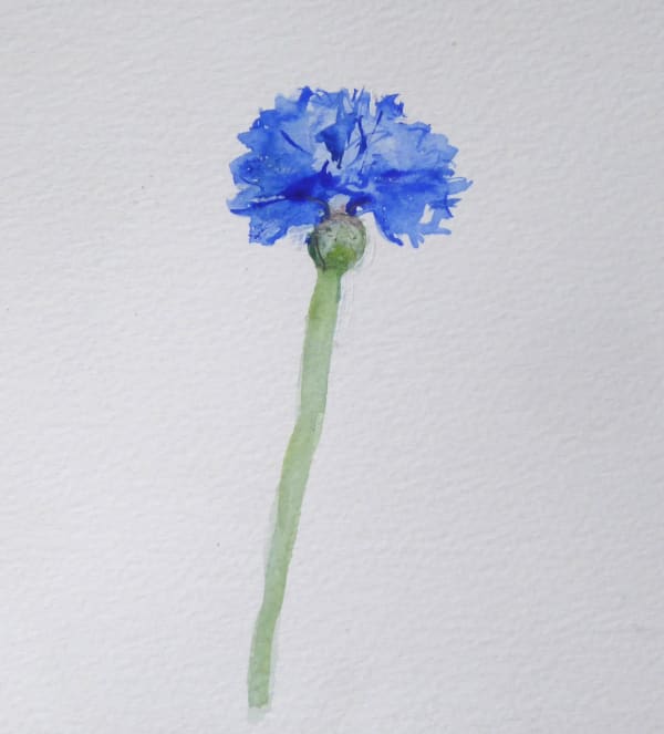 Brian Sayers, Cornflower, 2023