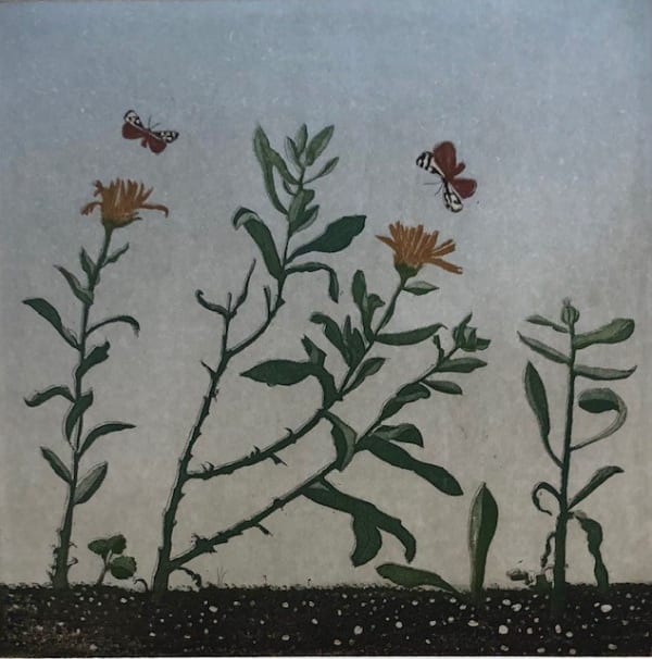 Cliona Doyle, Marigold, 2024