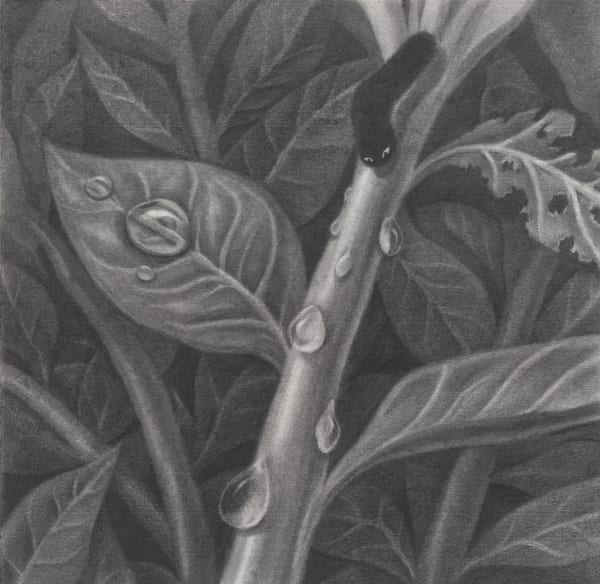 The Great Expedition