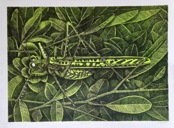 Bush Cricket