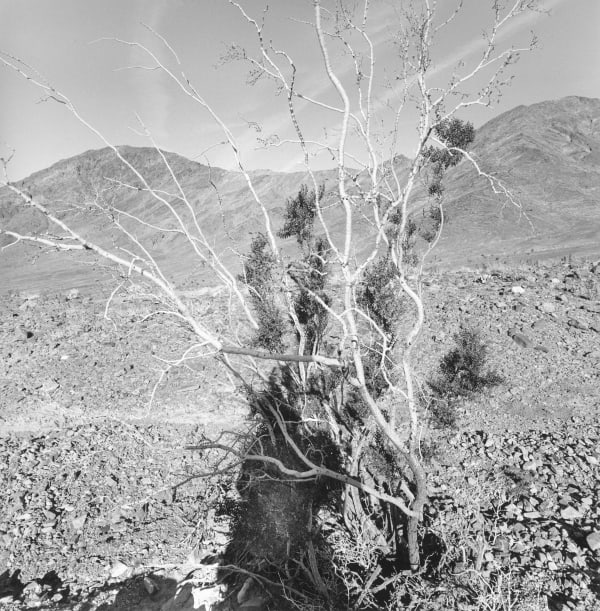 Lee Friedlander, Death Valley National Park, California, 2004