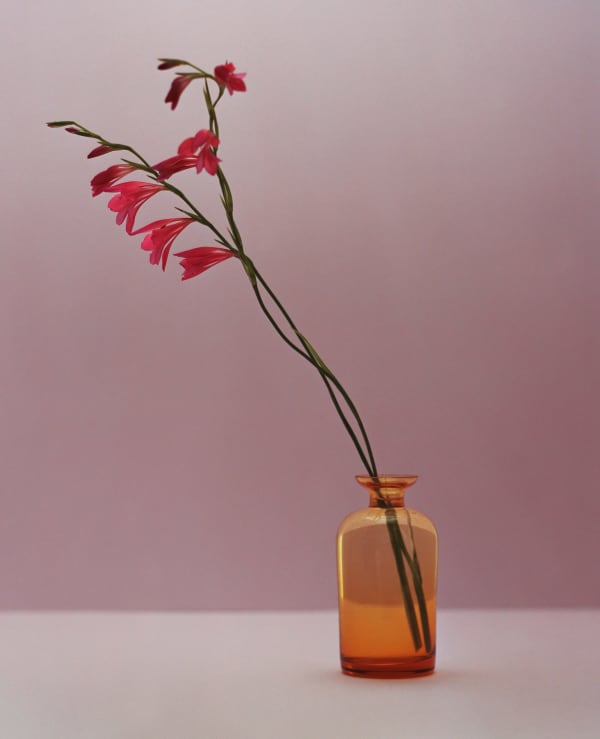 Kate Friend Gladiolus, Fátima, Portugal, May, 2024 C-type colour print. Signed and numbered verso. Edition of 5 with 2 APs: 80 x 65 cm (31 1/2 x 25 1/2 in) Edition of 3 with 1 AP: 153 x 122 cm (60 1/4 x 48 in)