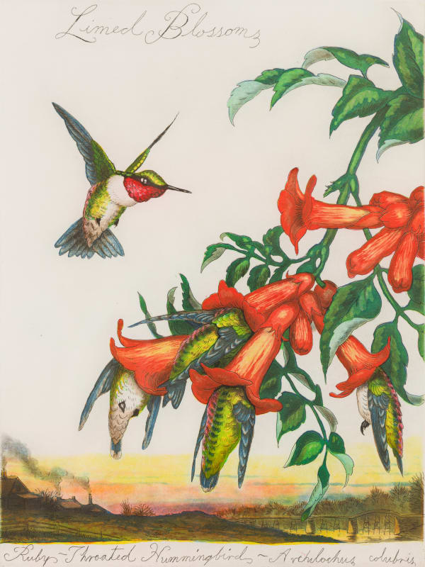 Walton Ford Limed Blossoms, 2007 Etching and aquatint. Signed in pencil and numbered in an edition of 100. Printed on Rives BFK paper by Peter Pettengill at Wingate Studio, Hinsdale, New Hampshire. Published by Taschen, Cologne, Germany. Plate: 30.5 x 22.9 cm (12 x 9 in) Sheet: 47 x 35.6 cm (18.5 x 14 in)