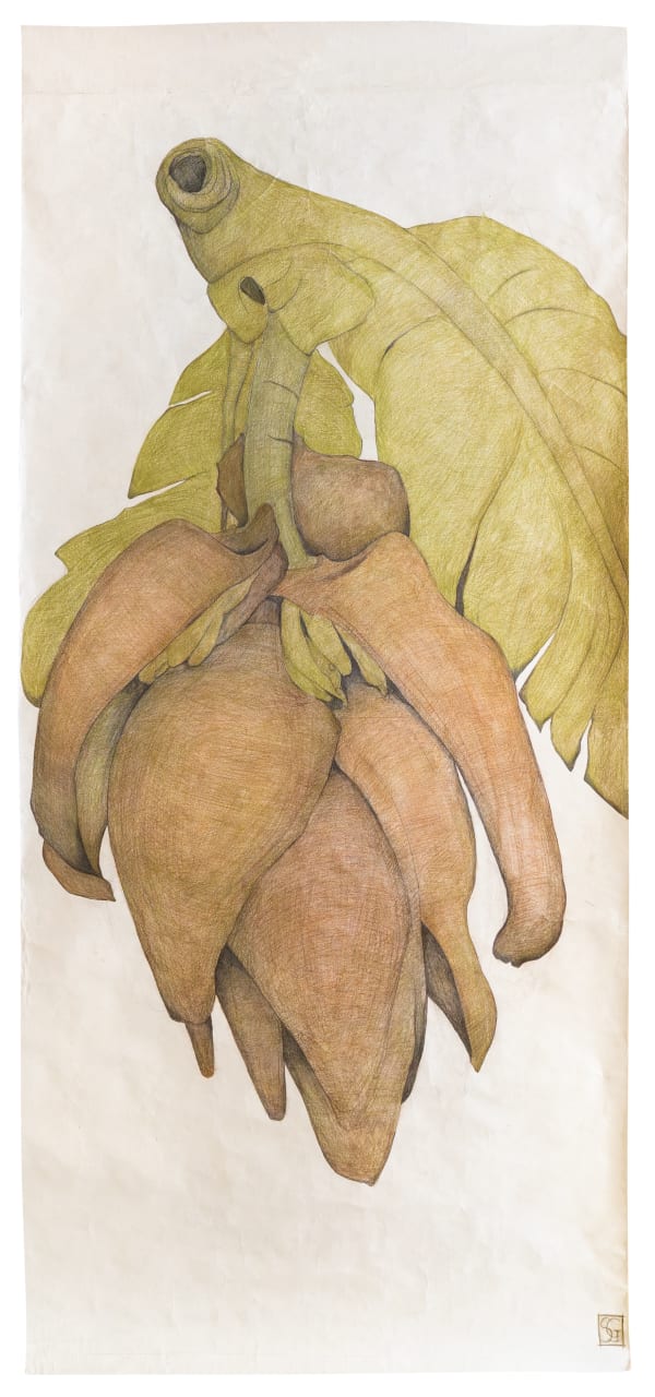 Sarah Graham Musa acuminata (paper) IV, 2025 Graphite and coloured pencil on paper. Signed. 210 x 109 cm (82 5/8 x 42 7/8 in)