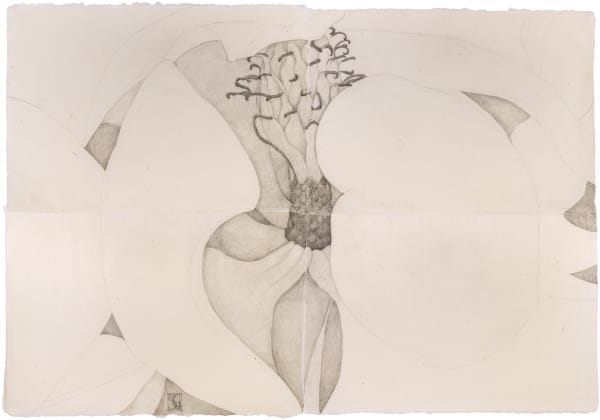 Sarah Graham Magnolia grandiflora III, 2022 Graphite on paper. Signed. 106 x 156 cm (41 3/4 x 61 3/4 in)