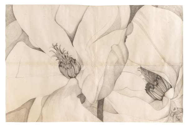 Sarah Graham Magnolia soulangeana V, 2022 Graphite on paper. Signed. 106 x 156 cm (41 3/4 x 61 3/4 in)