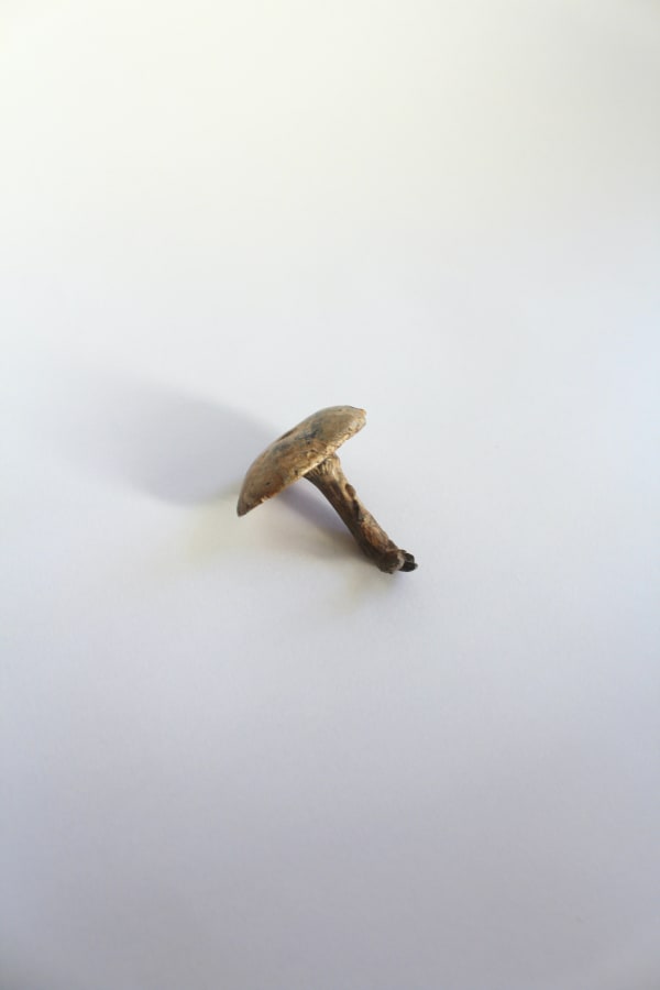 Alice-Andrea Ewing, Fool’s Funnel, 2023