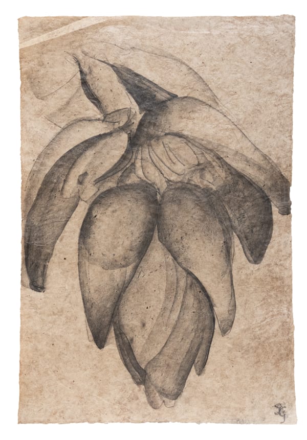 Sarah Graham Musa acuminata (paper) XXVI, 2025 Mixed media on paper. Signed. 78 x 52 cm (30 3/4 x 20 1/2 in)