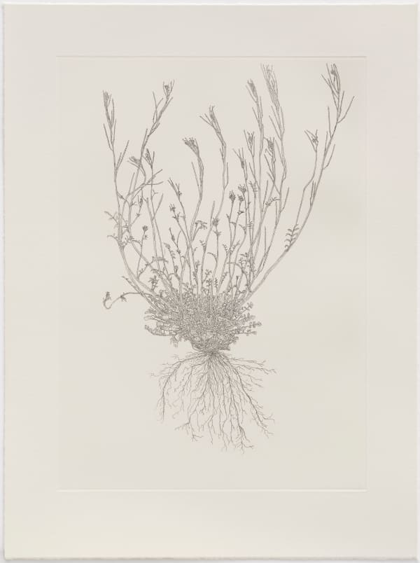 Michael Landy Hairy Bittercress, 2024 Etching. Signed in pencil and numbered from the edition of 18. From the 'Out of Place' series. Printed on Hahnemühle paper by the Hope Sufferance Press, London. Published by Paragon Press, London. 53.5 x 40 cm (21 x 15 3/4 in)
